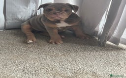 Olde English Bulldogge dogs for stud: 💥olde English bulldogge stud💥 in Rotherham - Image 34