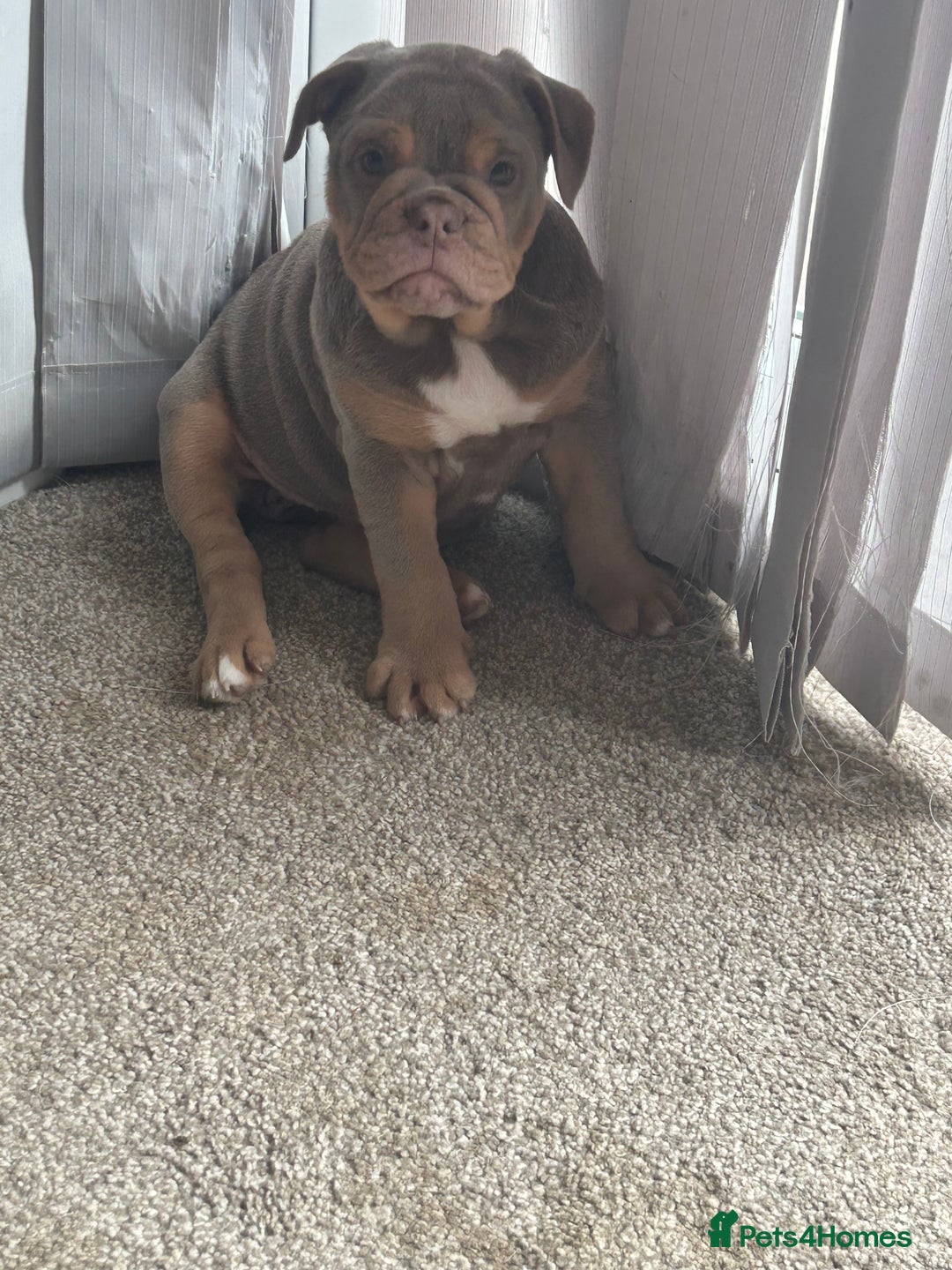 Olde English Bulldogge dogs for stud: 💥olde English bulldogge stud💥 in Rotherham - Image 34