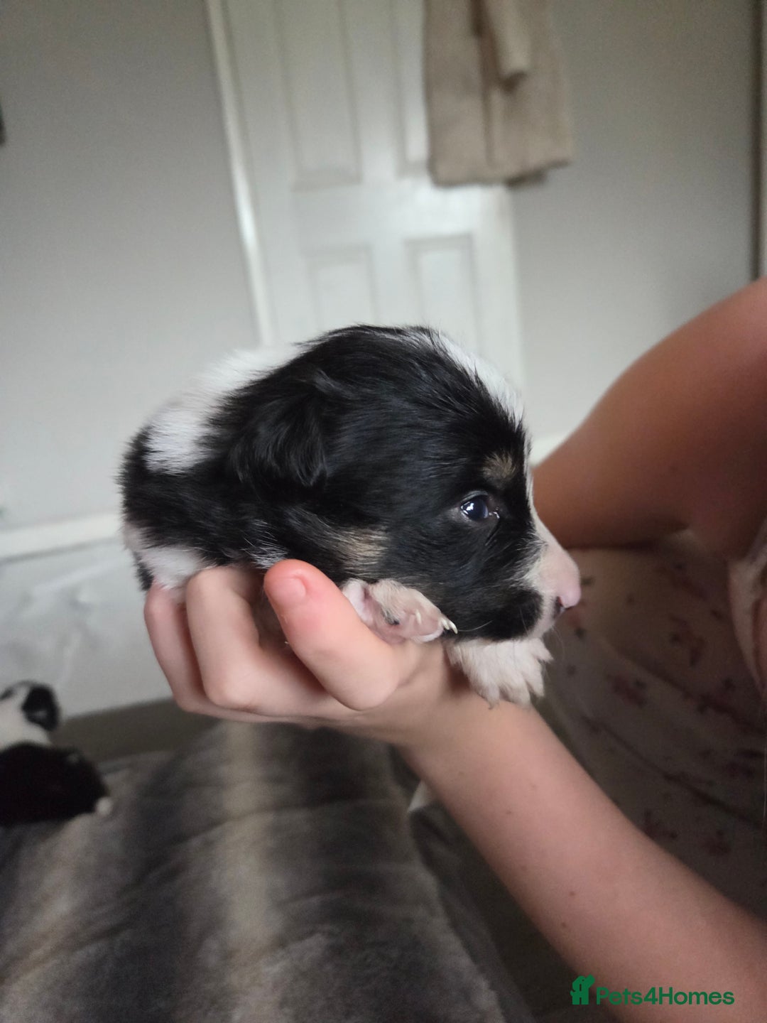 Border Collie dogs for sale: Border collie pups  - Image 6