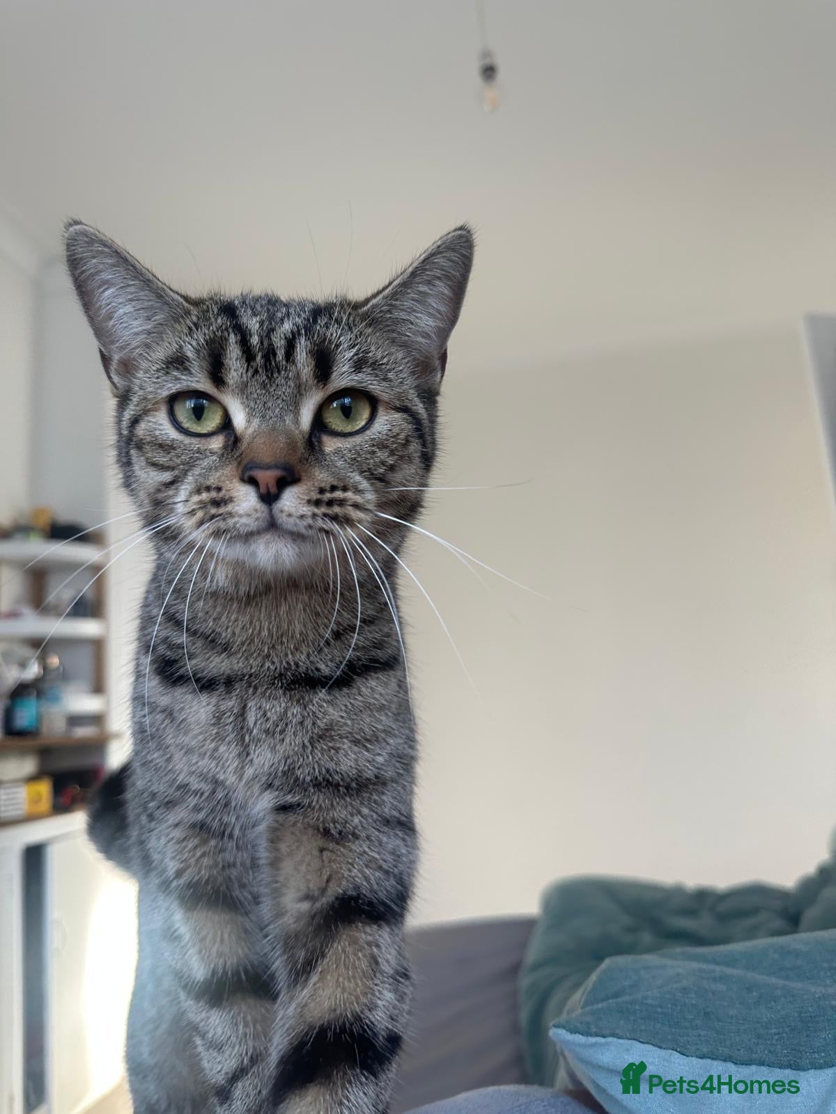 British Shorthair cats Grey British shorthair tabby - Advert 2