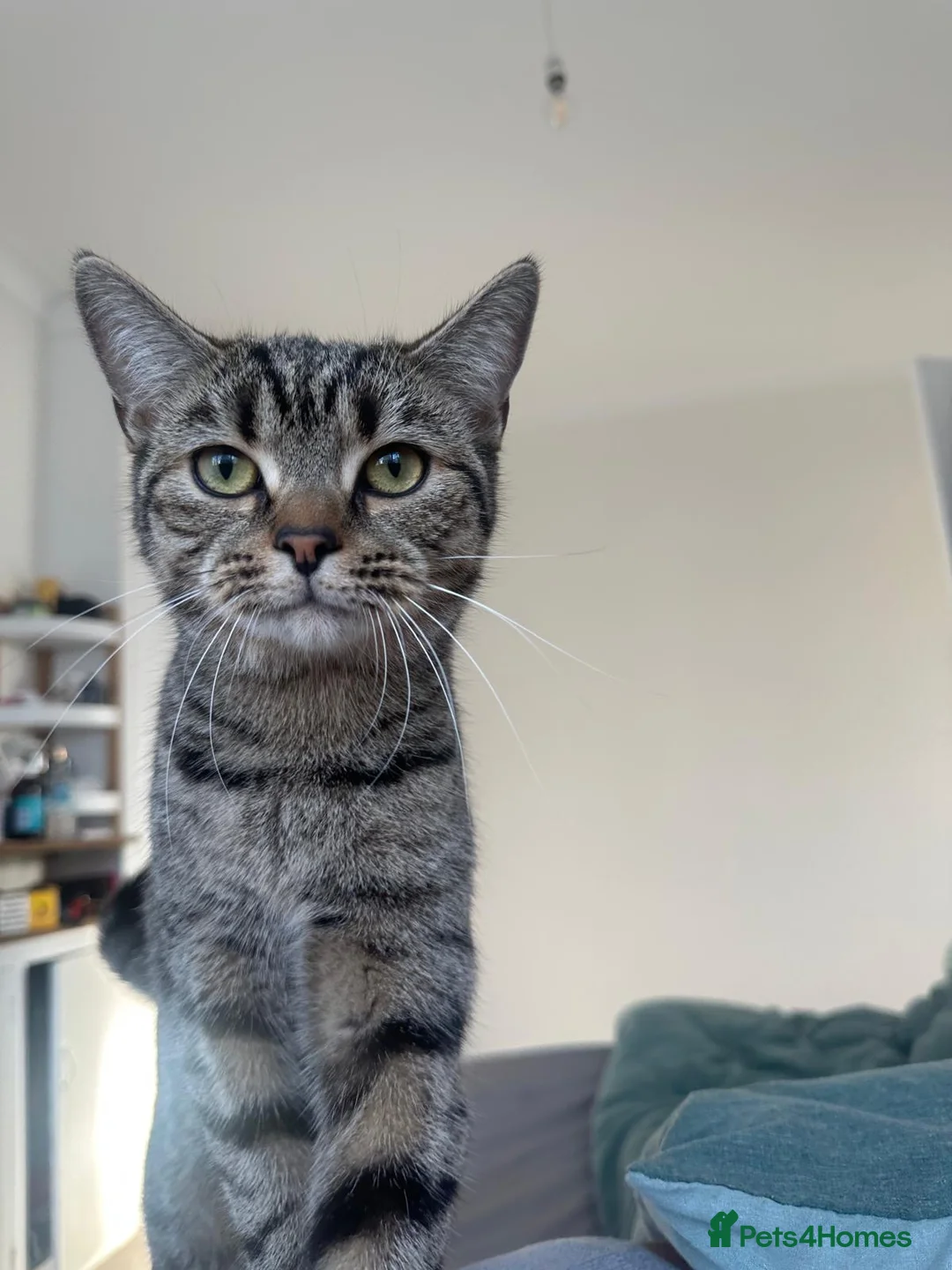 British Shorthair cats for sale: Grey British shorthair tabby - Advert 1