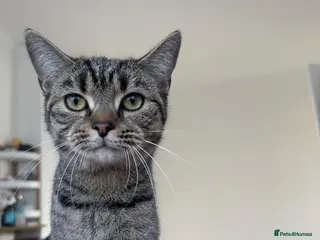 British Shorthair cats Grey British shorthair tabby - Advert 2
