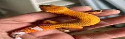 Leopard Gecko reptiles for sale: Leopard Gecko Babies - Advert 6
