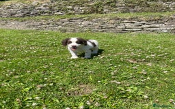 Mixed Breed dogs for sale: Sprollie pups - Image 3
