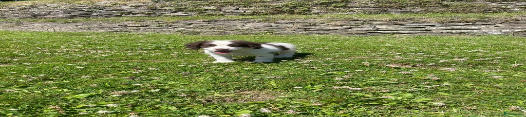 Mixed Breed Puppy 5