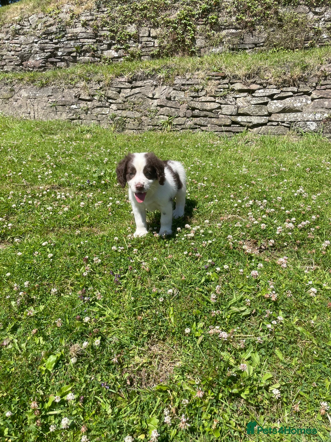 Mixed Breed dogs for sale: Sprollie pups - Image 3