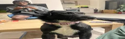 Patterjack dogs for sale: LOVING PATTERJACK NEEDS A FOREVER HOME  in London - Advert 2