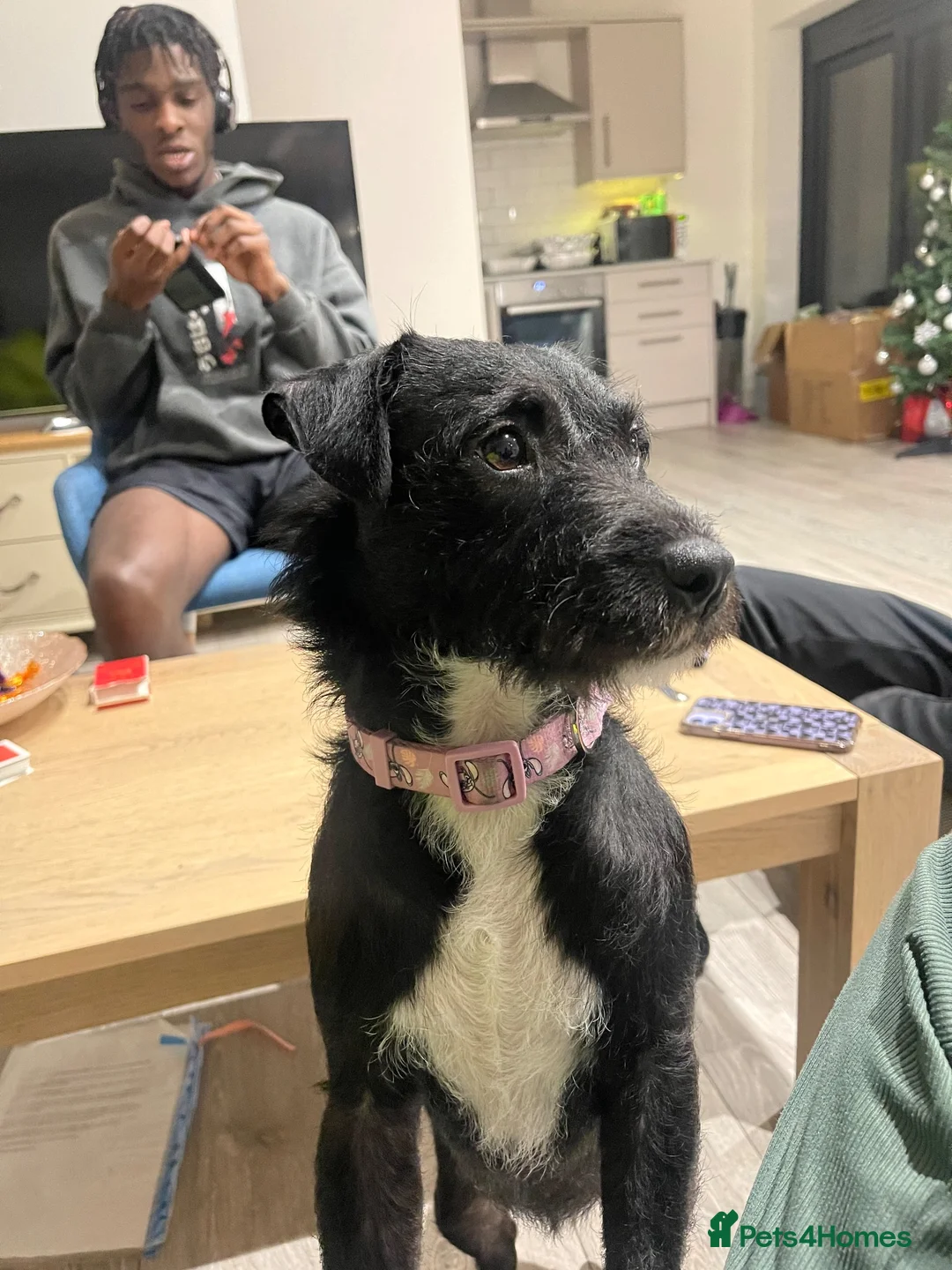 Patterjack dogs for sale: LOVING PATTERJACK NEEDS A FOREVER HOME  in London - Advert 2