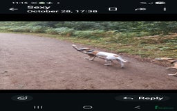 Whippet dogs for sale: 8 KC gorgeous pups, 4 boys & 4 girls. - Image 19