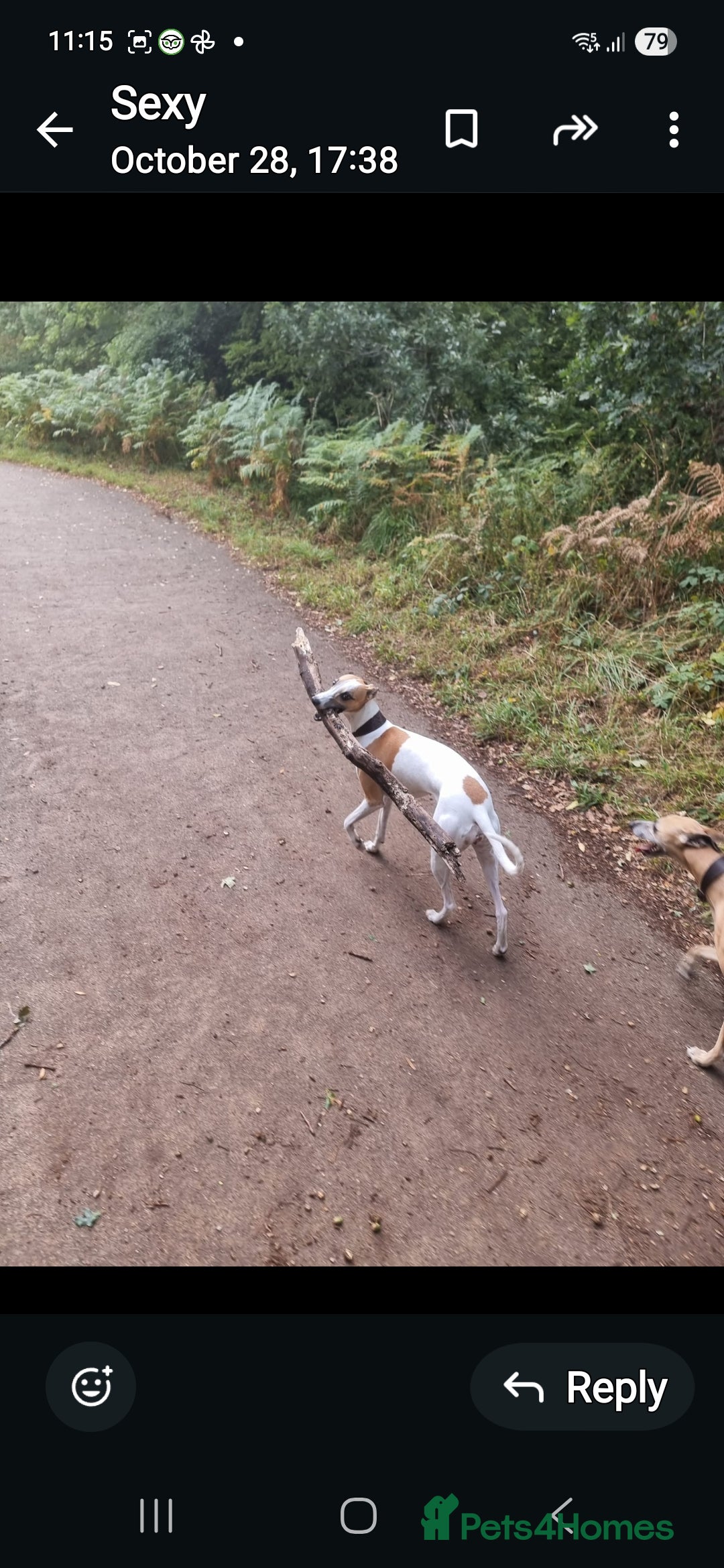 Whippet dogs for sale: 8 KC gorgeous pups, 4 boys & 4 girls. - Image 19