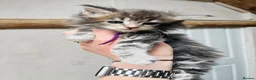 Maine Coon cats for sale: Stunning pedigree Maine coon kittens TICA  - Advert 10