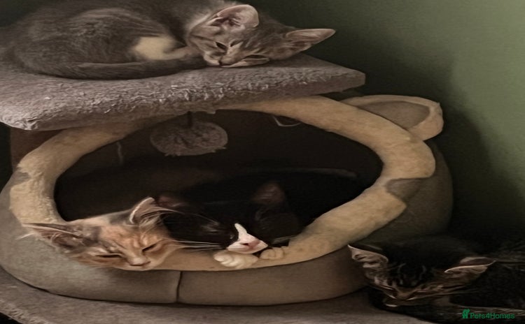 Mixed Breed cats - Advert 14