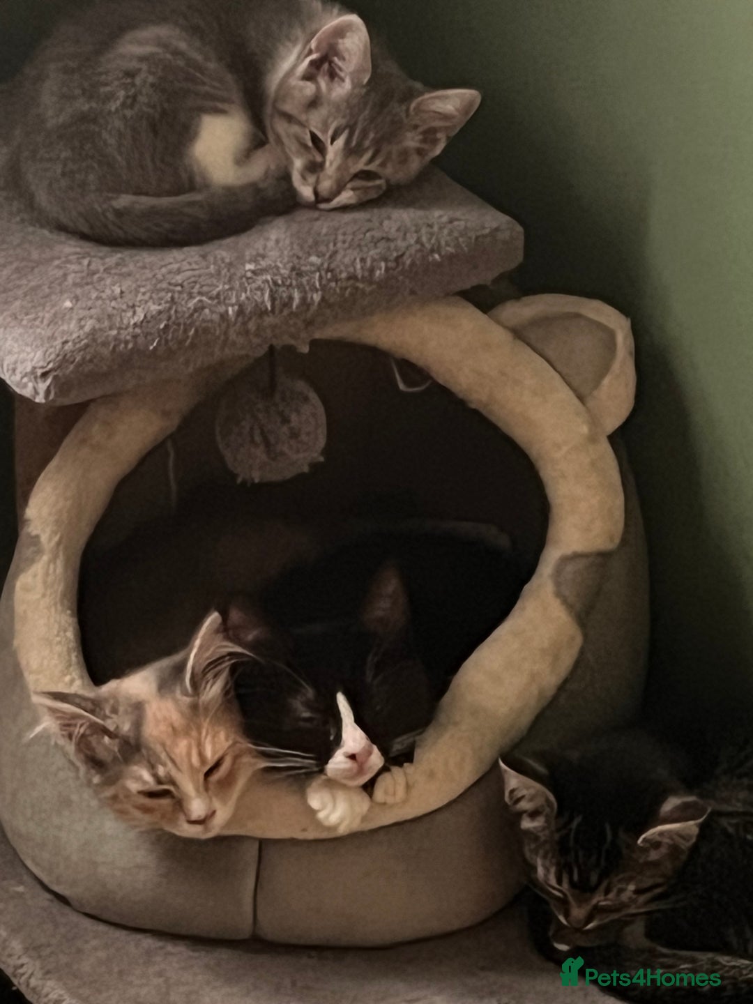 Mixed Breed cats for sale: Raggdoll x Kittens ready now  - Image 2