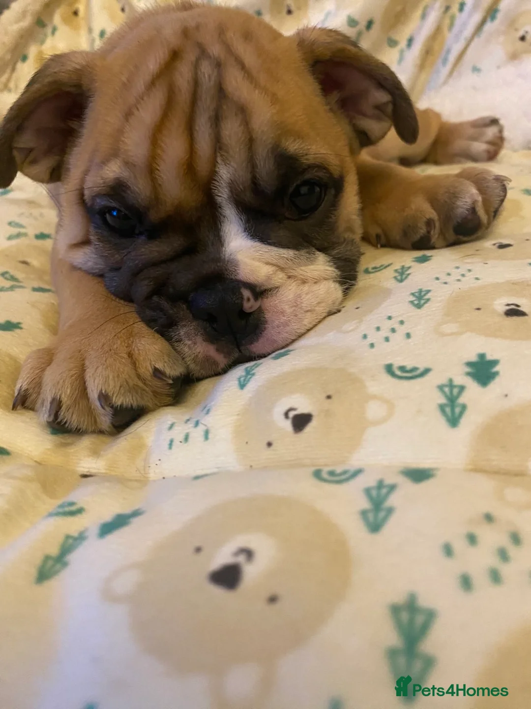 English Bulldog dogs for sale: British bulldog puppy’s  - Advert 20