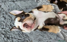 English Bulldog dogs for sale: English Bulldog puppie- Chocolate/tan & Brindle - Image 10
