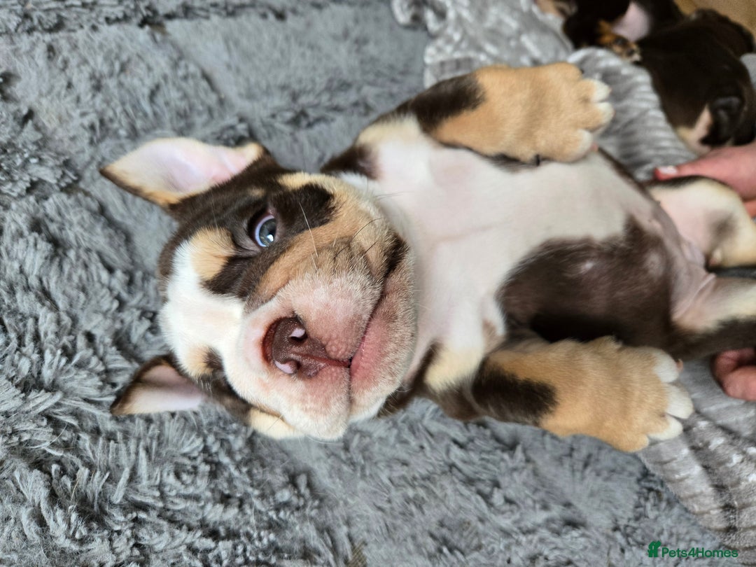 English Bulldog dogs for sale: English Bulldog puppie- Chocolate/tan & Brindle - Image 10