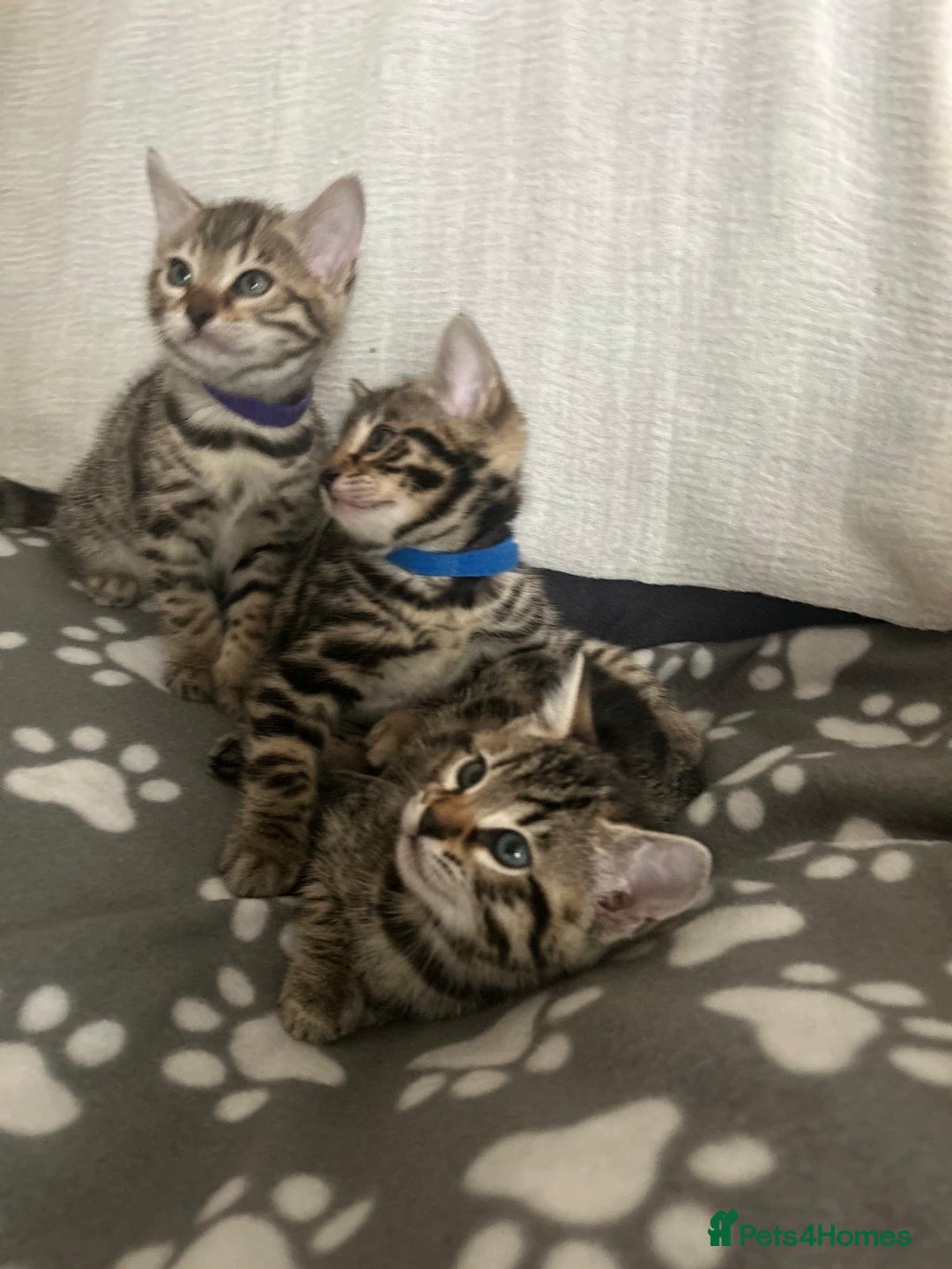 Bengal cats for sale: Beautiful Cross Bengal Kittens - Image 4