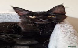 Maine Coon cats for sale: Pure Maine coon - Image 9