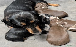 Miniature Dachshund dogs for sale: Quality KC/PRA clear Miniature Dachshund Puppies  - Image 12