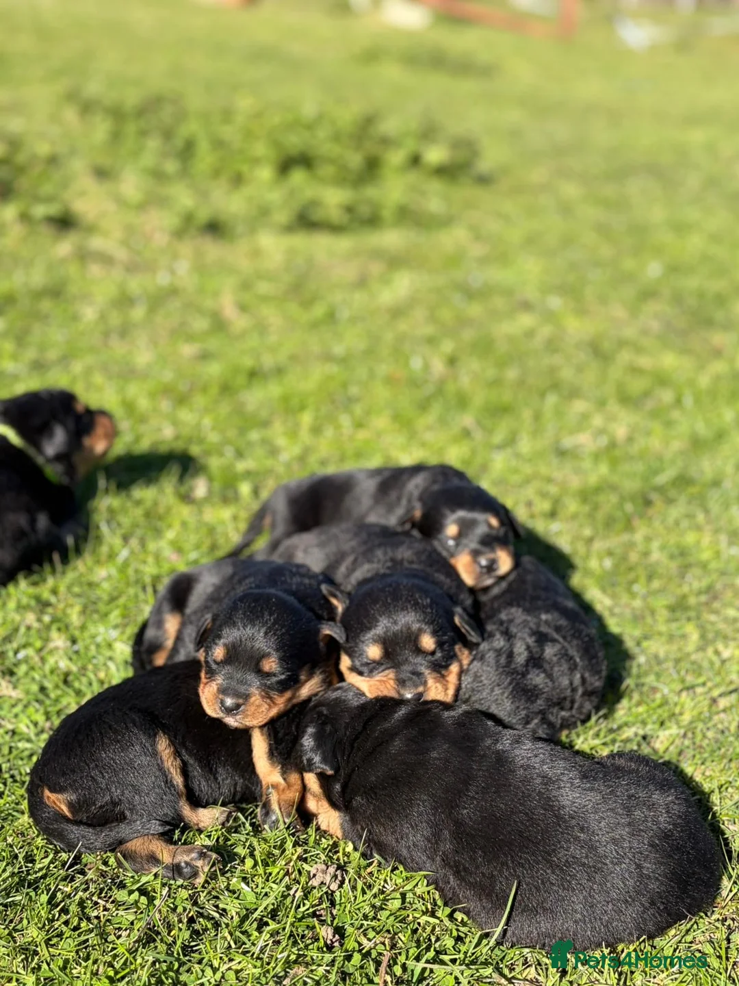 Rottweiler dogs for sale: Stunning Rottweiler Puppies  - Advert 1