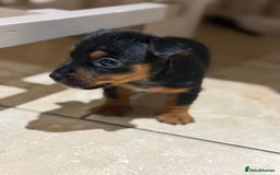 Jack Russell dogs for sale: Miniature Jack Russells - Image 2