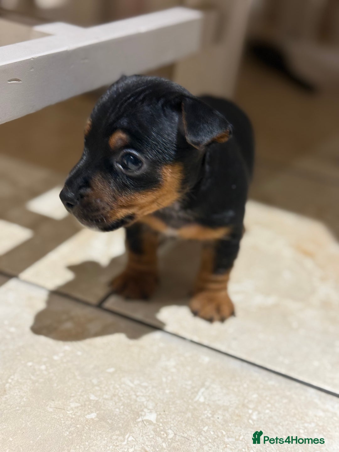 Jack Russell dogs for sale: Miniature Jack Russells - Image 2