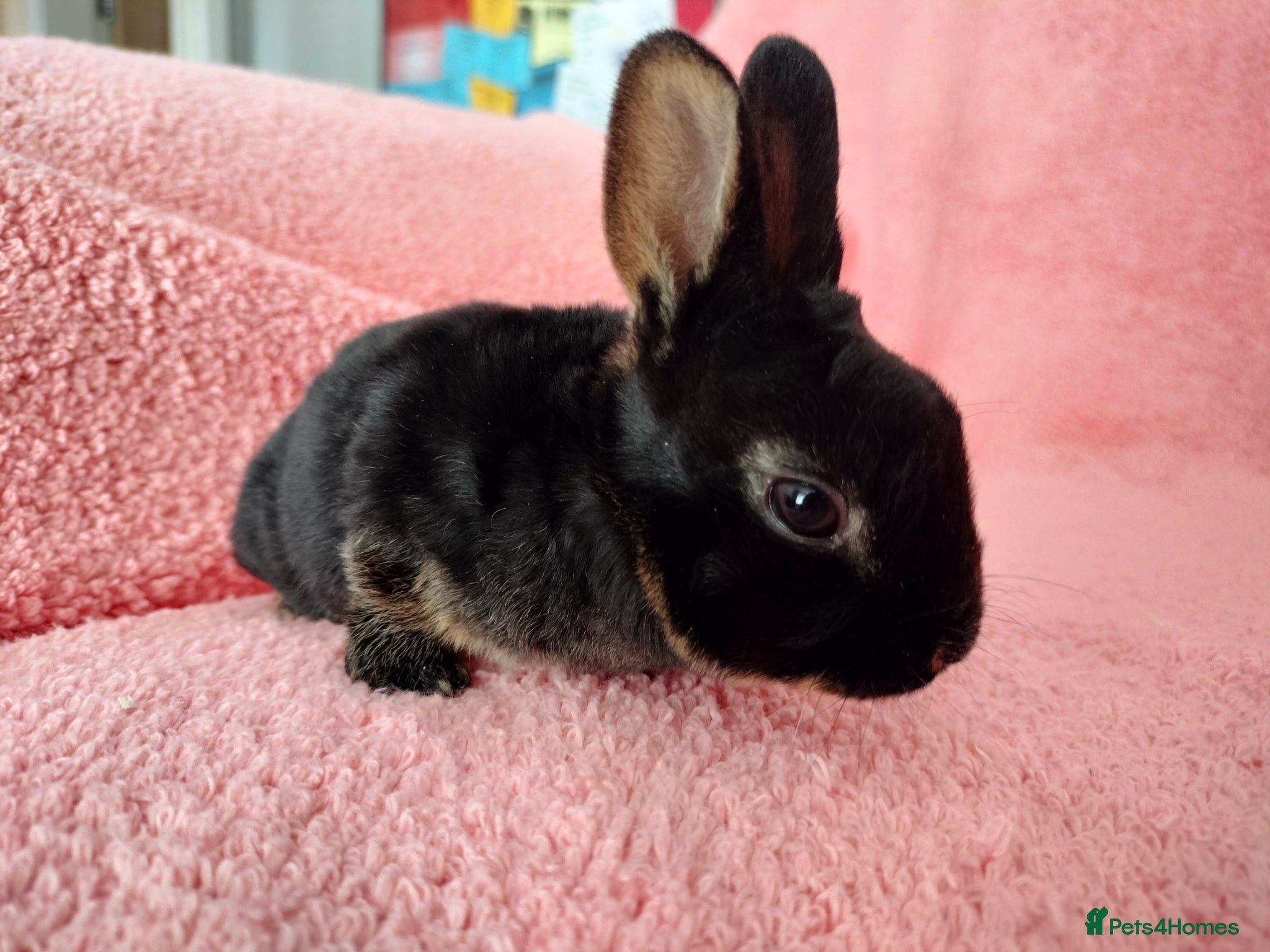 Rex rabbits Baby mini rex for sale  - Advert 10