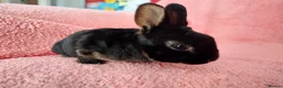 Rex rabbits for sale: Baby mini rex for sale  - Advert 4