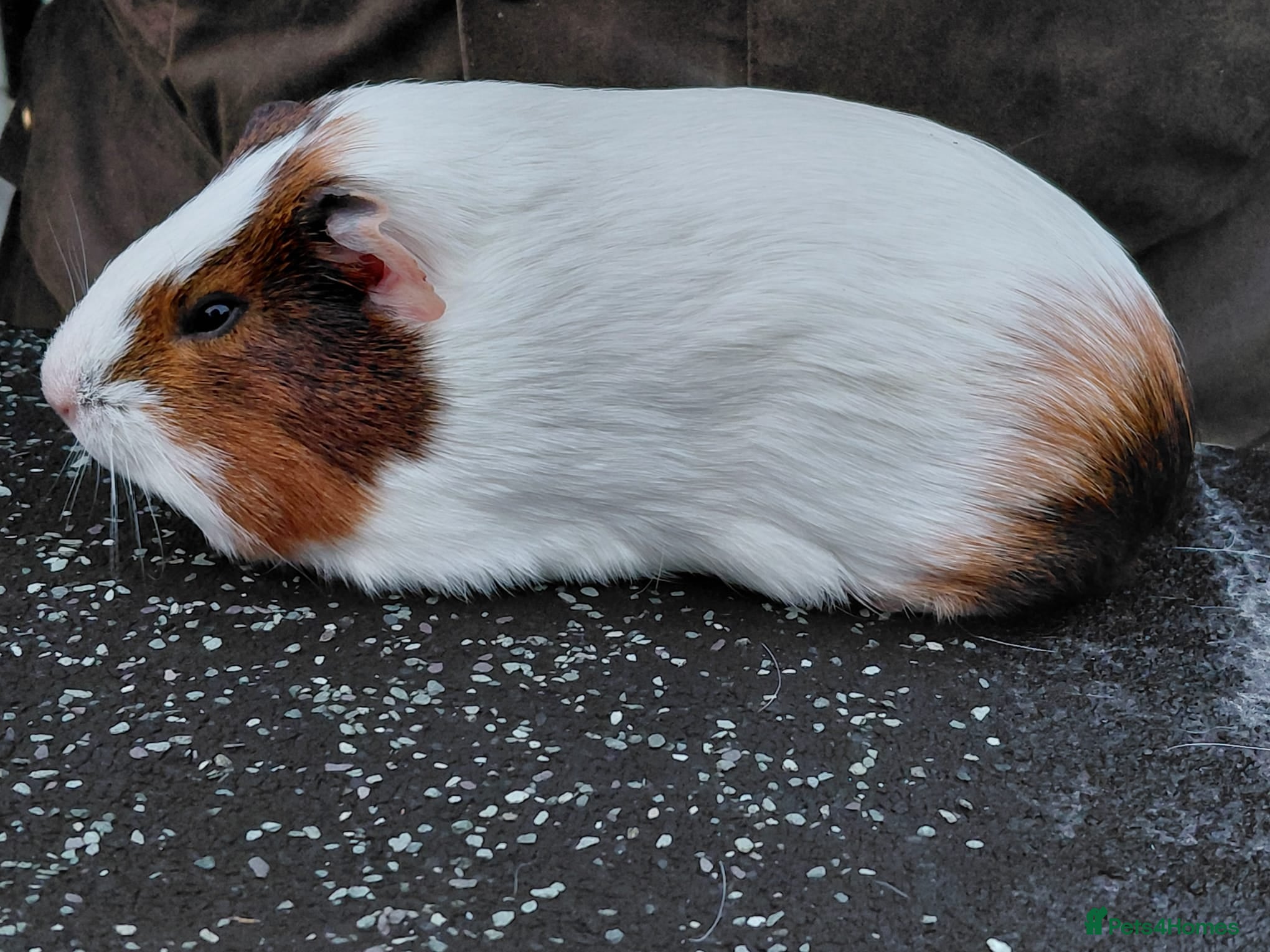 Guinea Pig rodents Pretty Female Guinea Pigs For Sale - Advert 1