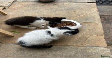 Mixed Breed cats - Advert 7