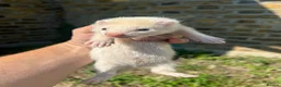 Ferret rodents for sale: Ferret kits - Advert 5