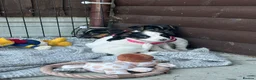 Jack Russell dogs for sale: 🐶 Gorgeous Jack Russell Puppies 🐶 - Advert 6