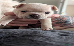 French Bulldog dogs for sale: Beautiful french bulldog puppies  - Image 4