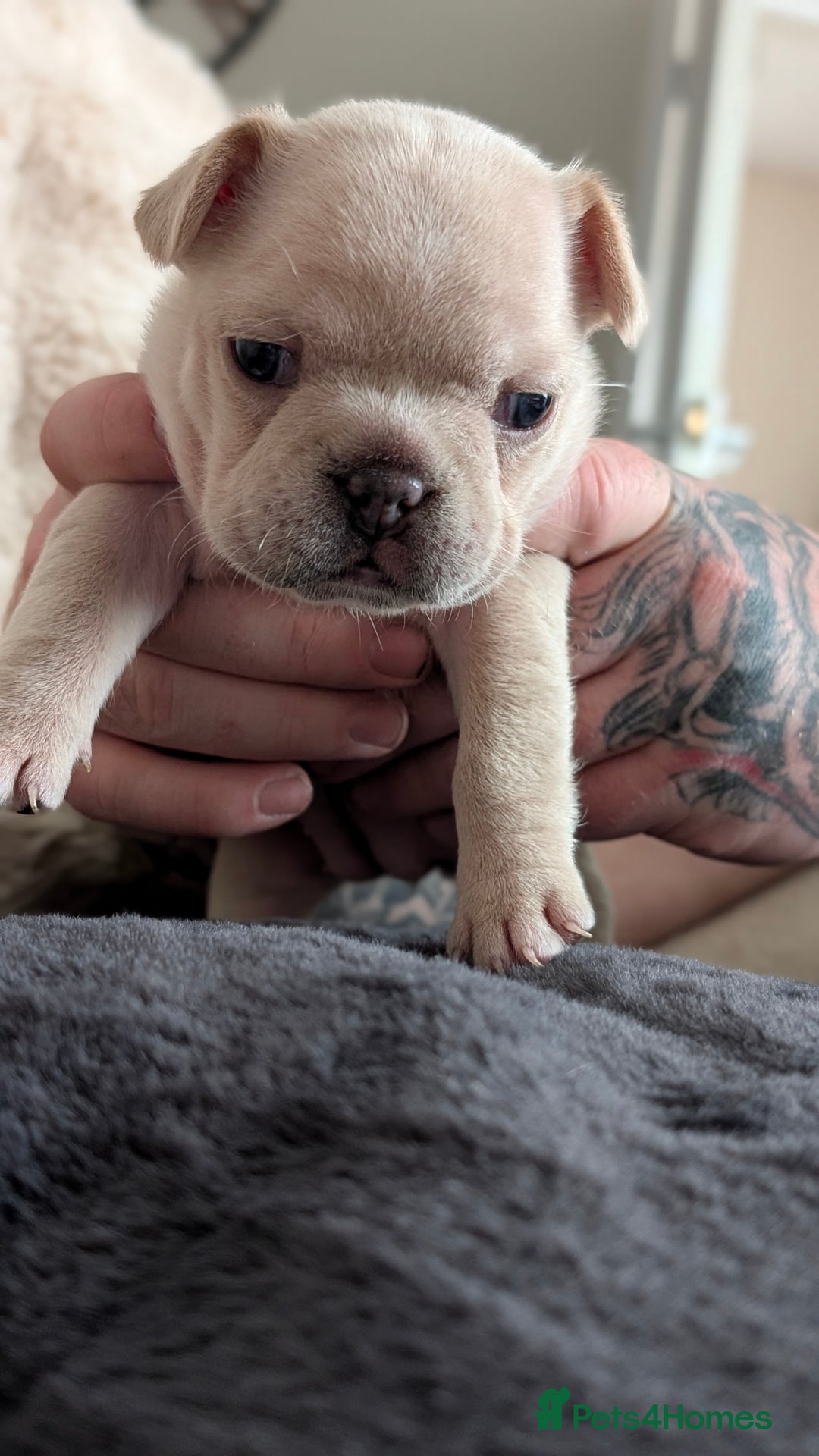 French Bulldog dogs for sale: Beautiful french bulldog puppies  - Image 4
