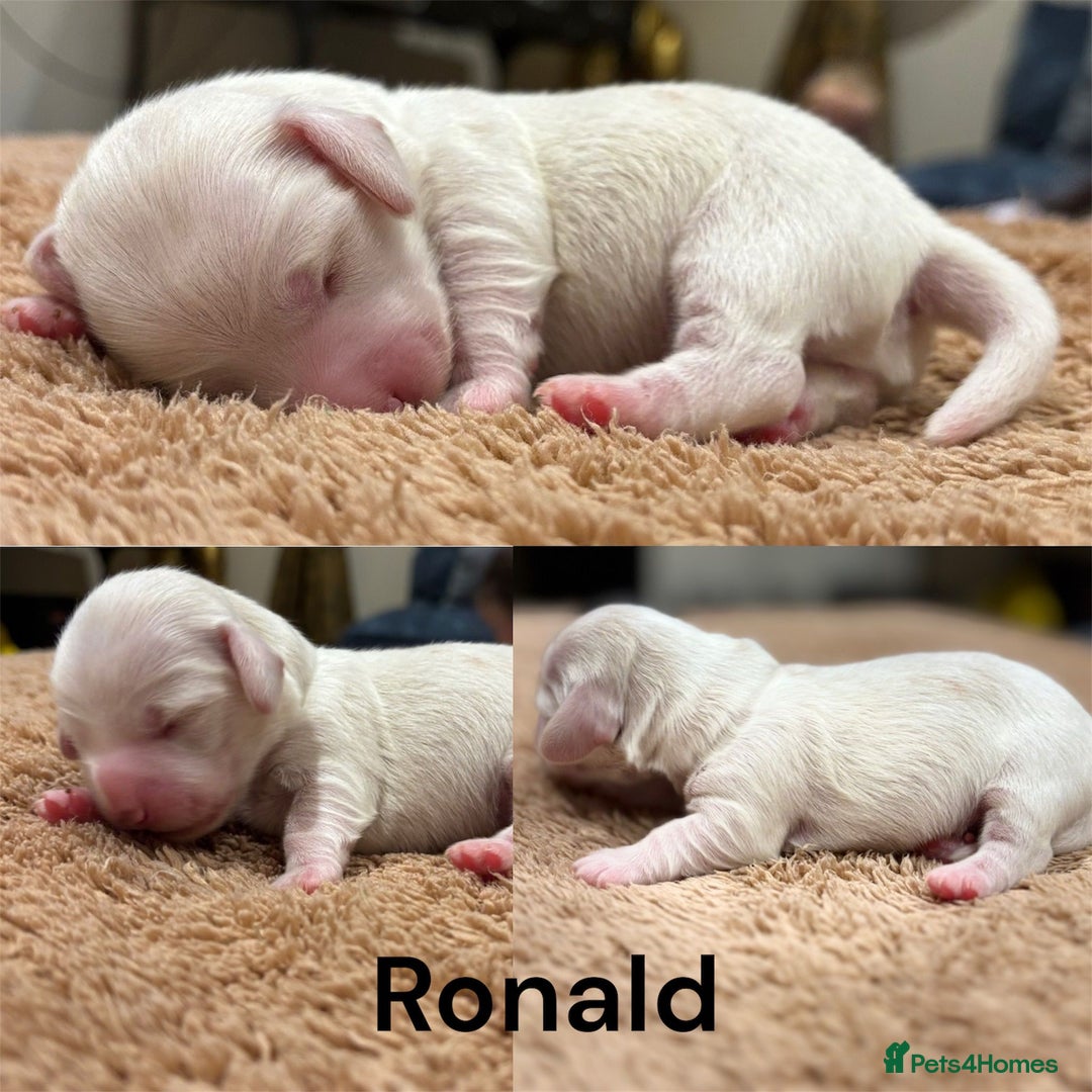 Miniature Dachshund dogs for sale: KC Registered Cream Long Hair Miniature Dachshunds - Advert 38