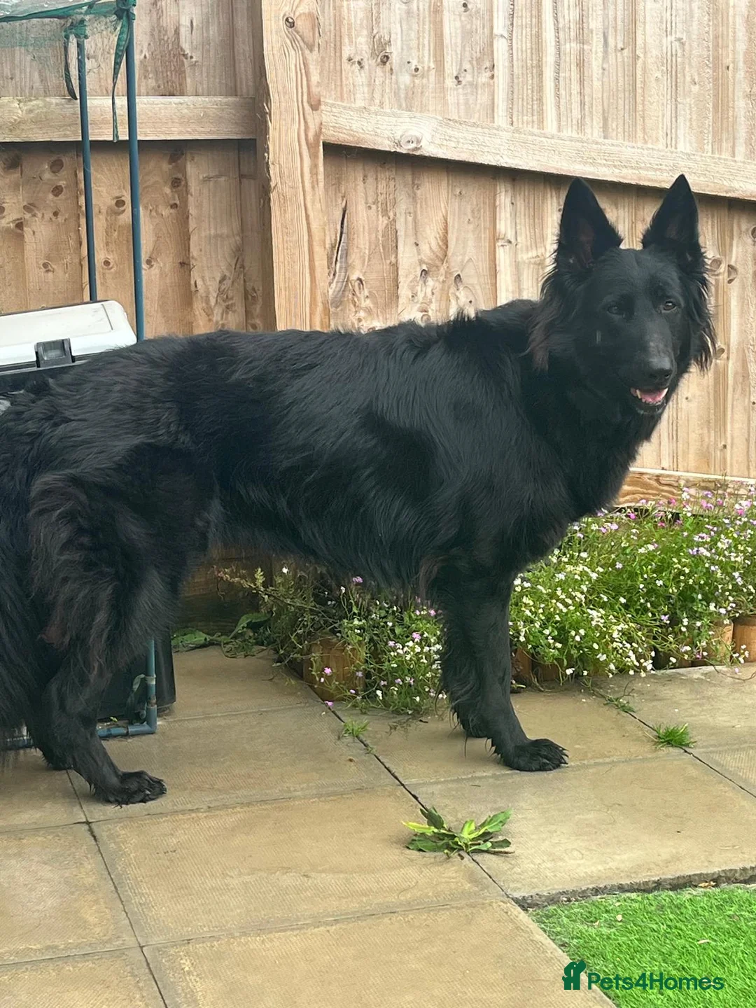 German Shepherd dogs for sale: Female large black German Shepherd in Andover - Advert 2