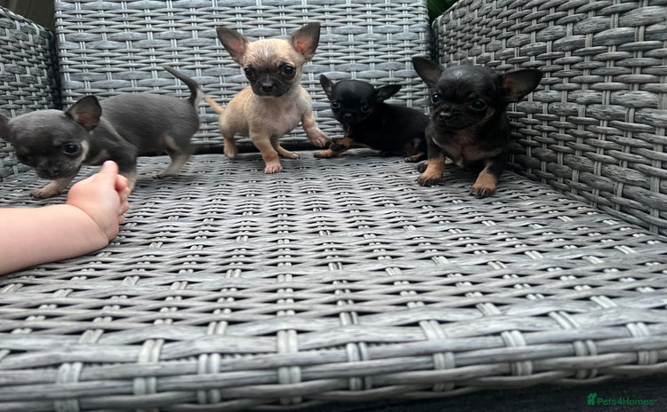 Chihuahua dogs - Advert 1