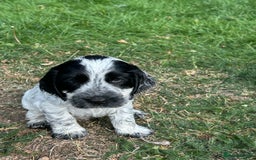 Cocker Spaniel dogs for sale: Show type- sired by Champion Lindridge Frontrunner - Image 32
