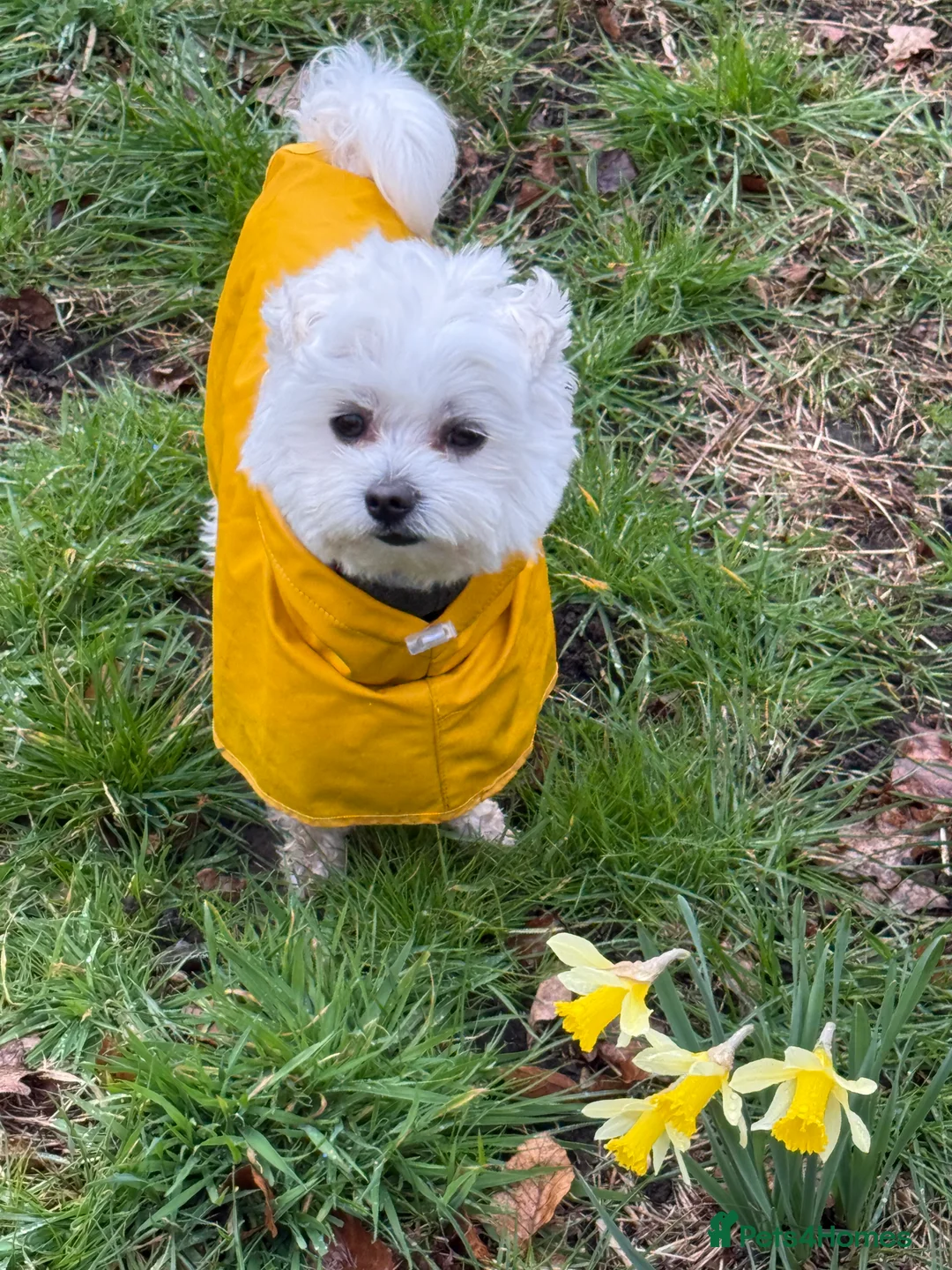 Maltese dogs for stud: LONDON Male for Breeding - STUD ❤️🐶  - Advert 2