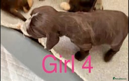 Cocker Spaniel dogs for sale: Kc show extensive health tests beautiful colours - Image 37