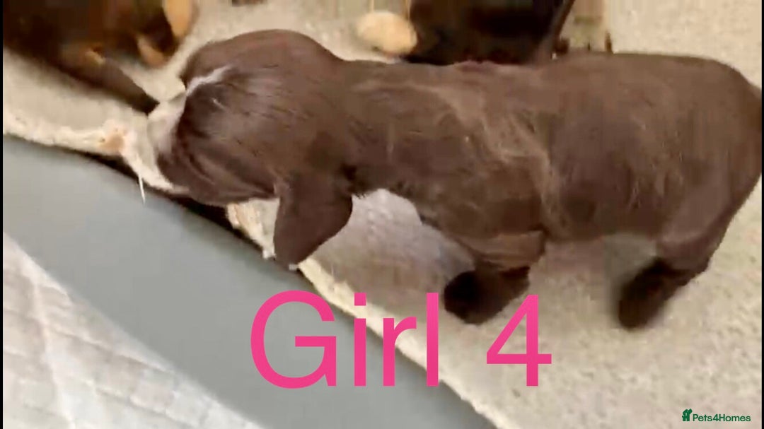 Cocker Spaniel dogs for sale: Kc show extensive health tests beautiful colours - Image 37