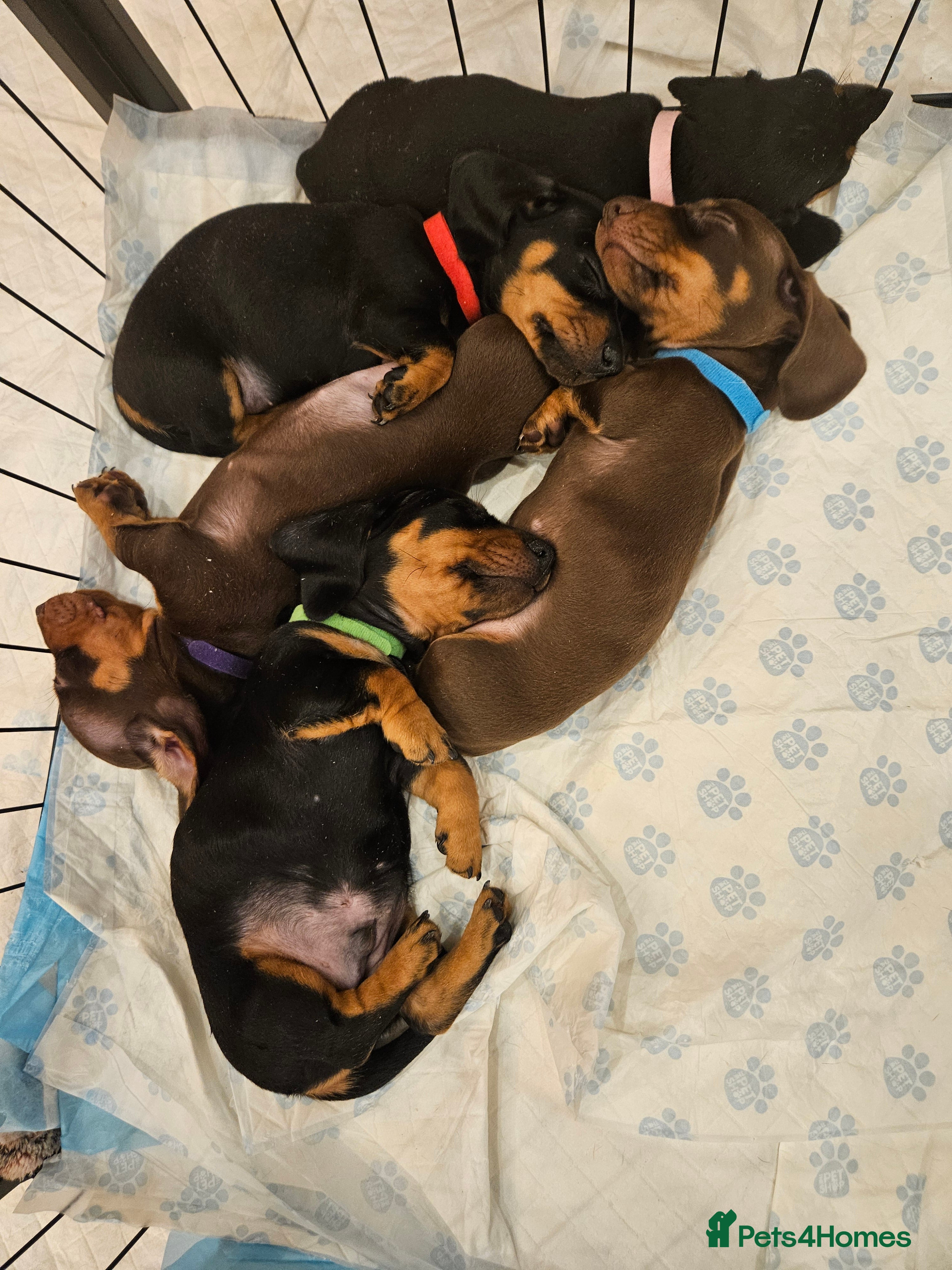 Miniature Dachshund dogs 5 adorable mini dachshund puppies   - Advert 2