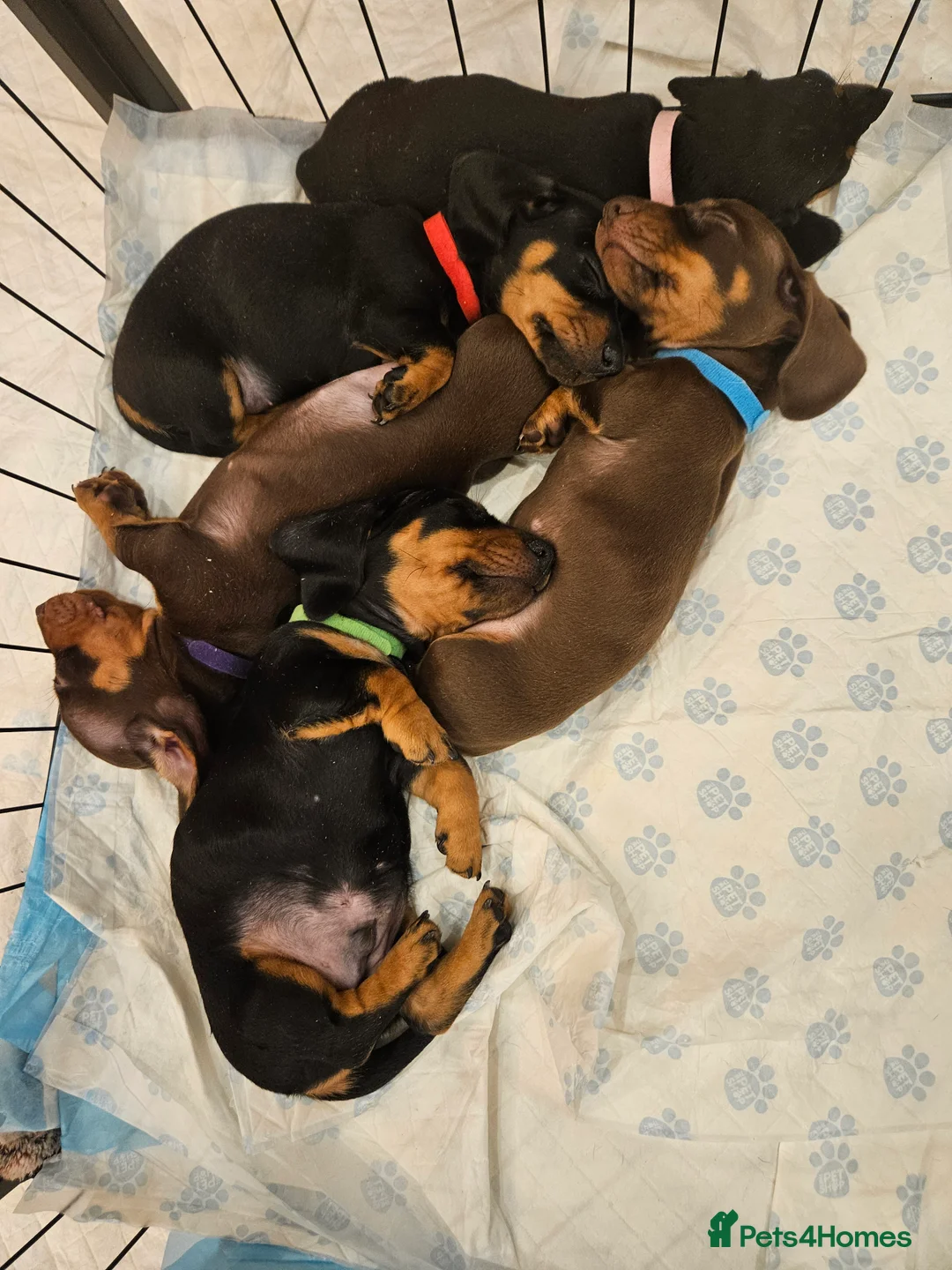 Miniature Dachshund dogs for sale: 5 adorable mini dachshund puppies   - Advert 1