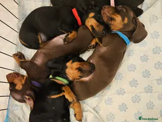 Miniature Dachshund dogs 5 adorable mini dachshund puppies - Advert 7