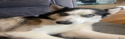 Siberian Husky dogs for sale: 4 year old Siberian  husky  - Advert 6