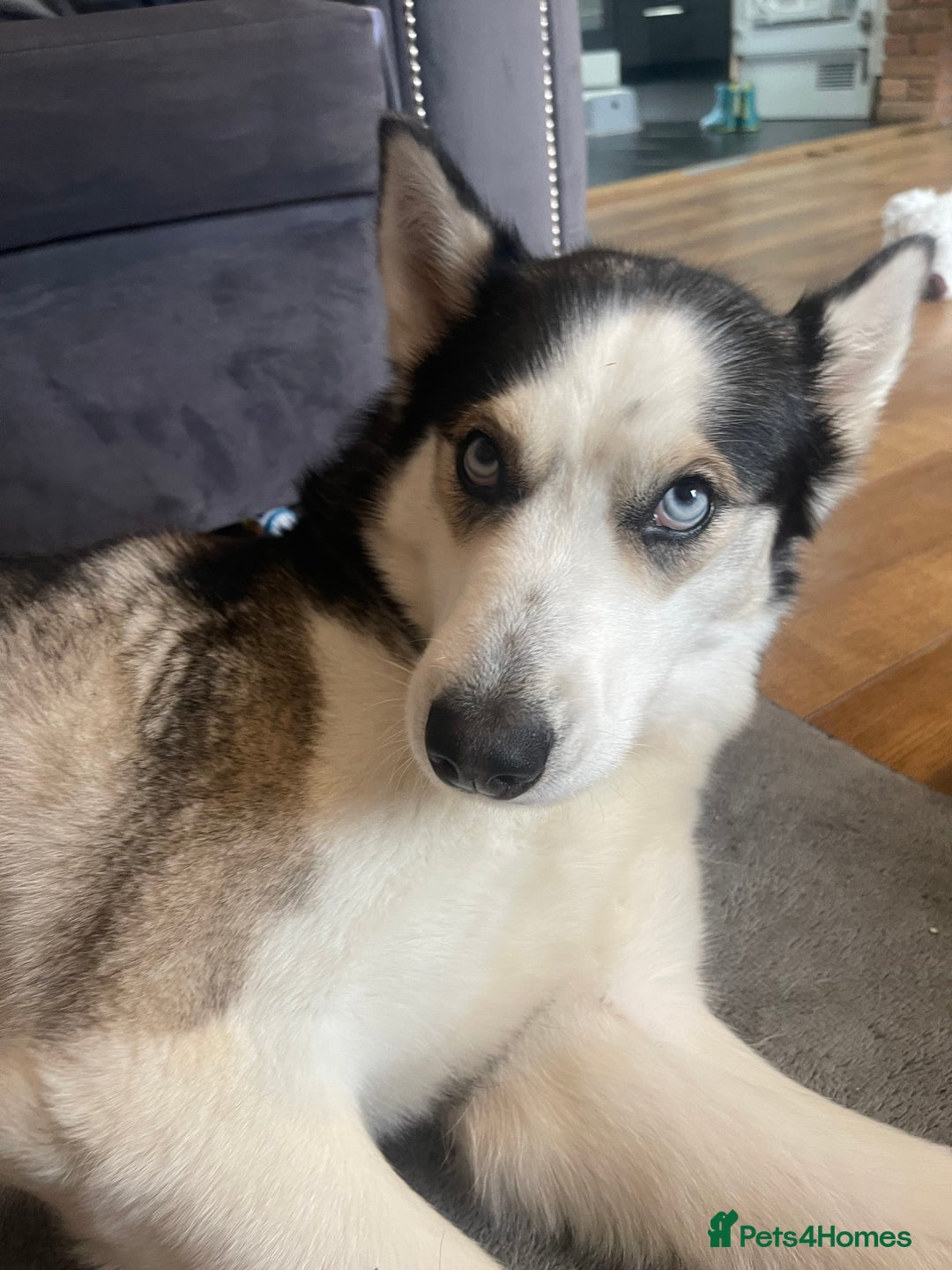 Siberian Husky dogs for sale: 4 year old Siberian  husky  - Advert 6