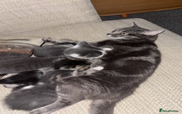 Mixed Breed cats for sale: Four beautiful kittens and mother  - Image 7