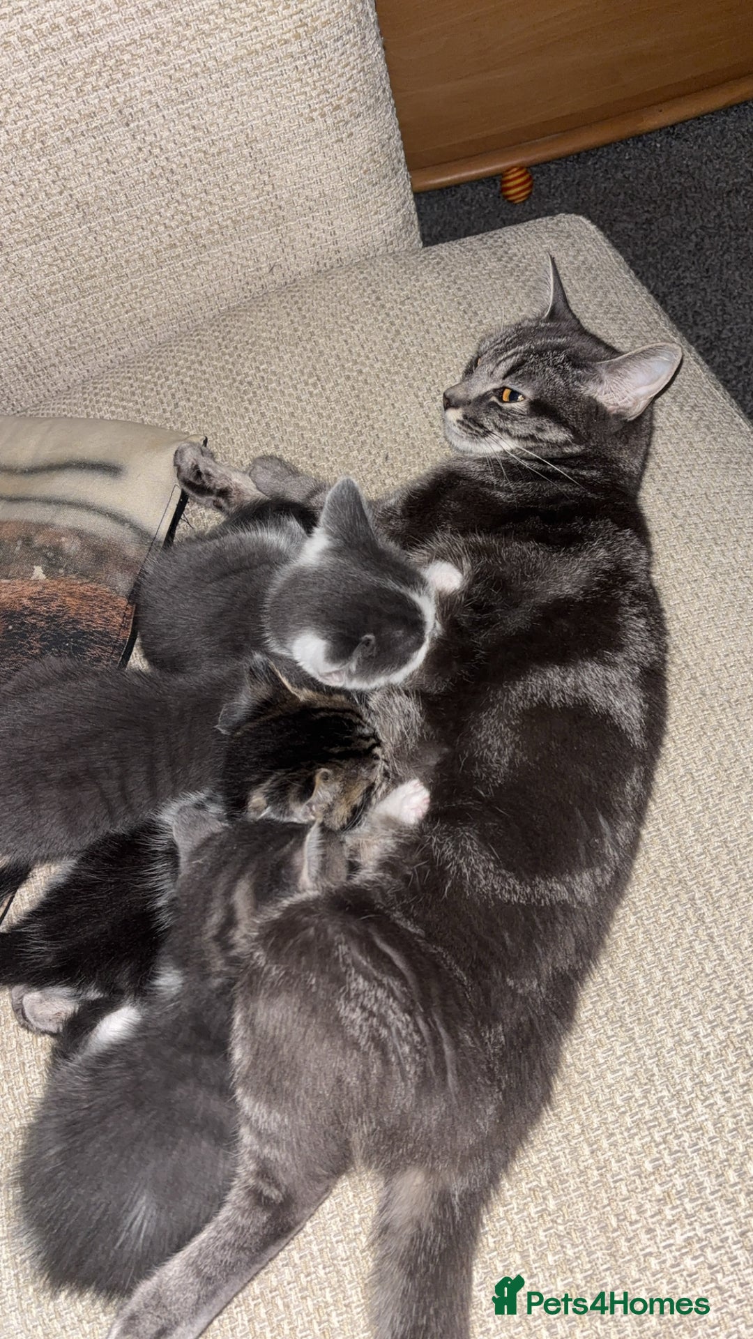 Mixed Breed cats for sale: Four beautiful kittens and mother  - Image 7
