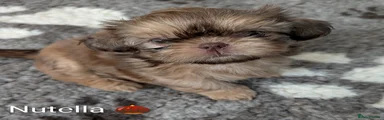 Shih Tzu 4