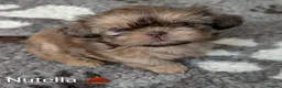 Shih Tzu dogs for sale: Imperial karashishi shitzu puppies  - Advert 13